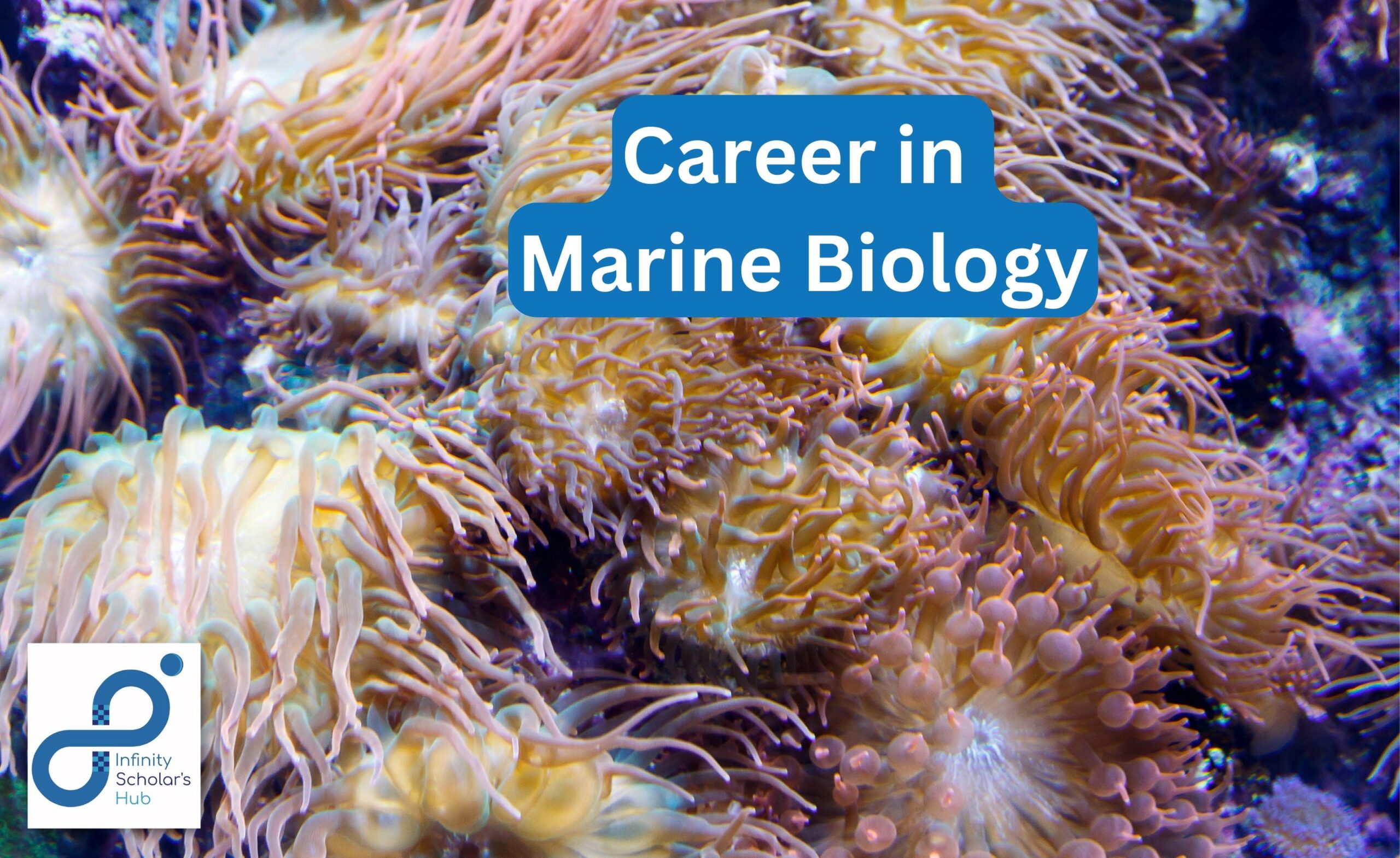 Marine Biology career