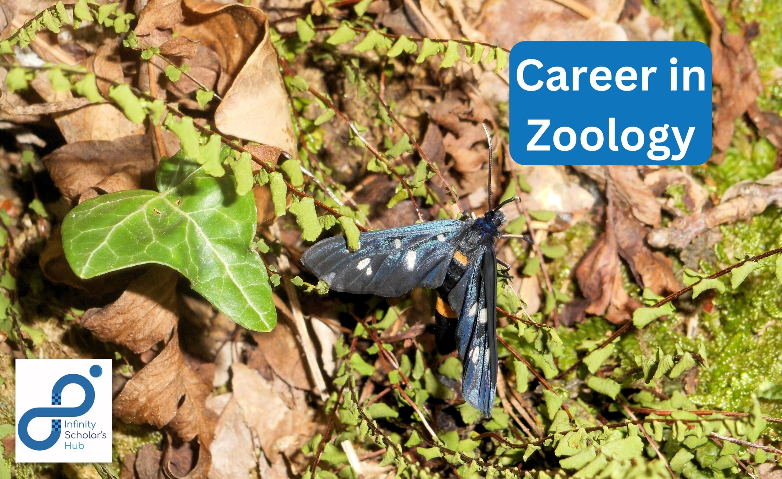 Career-in-zoology-PCB-12th